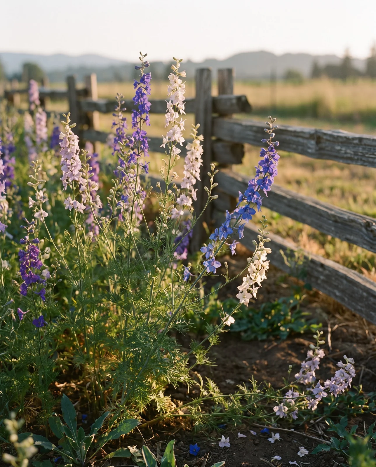 Tall blooming larkspur flower spikes in blue and white on farm
