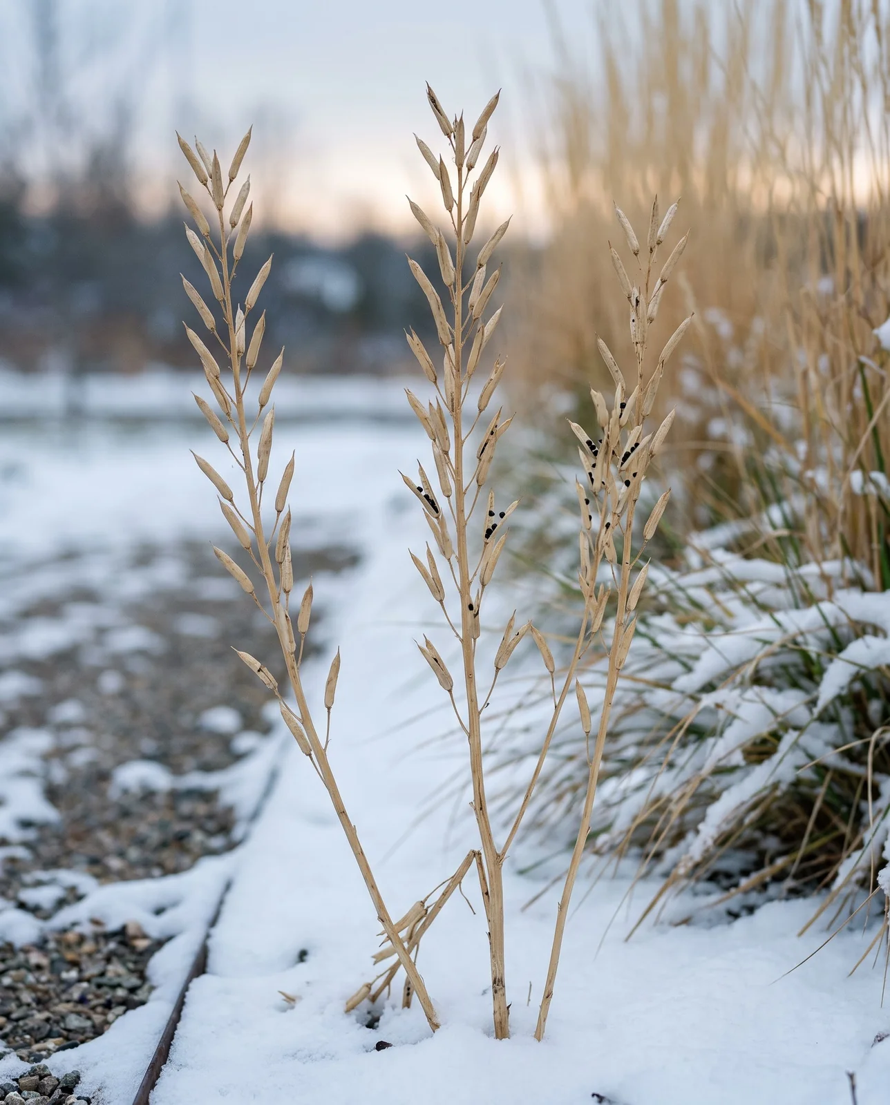 Dried larkspur seed pods standing above light snow in winter border