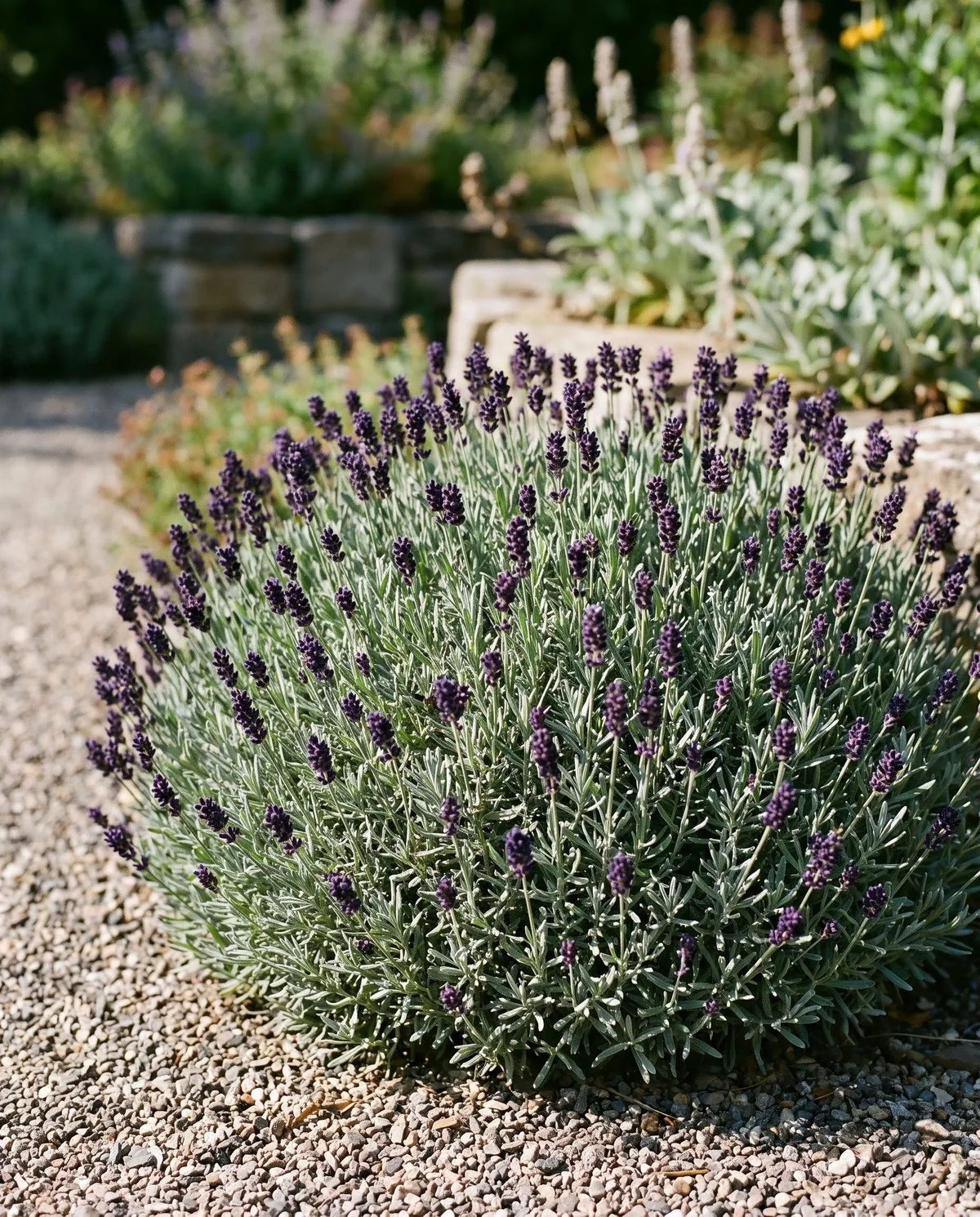 Compact semi-dwarf Hidcote lavender with very dark violet flower heads on notably short stalks