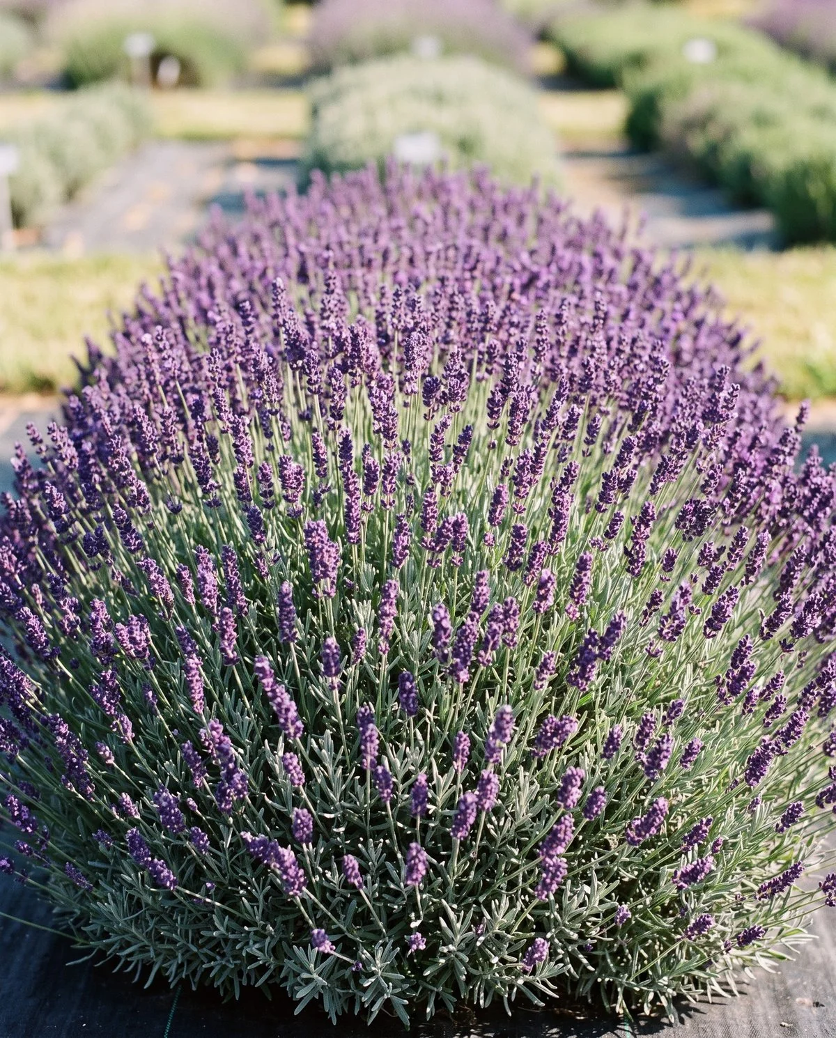 A broad dense mound of English lavender covered in deep violet spikes held just above silver foliage