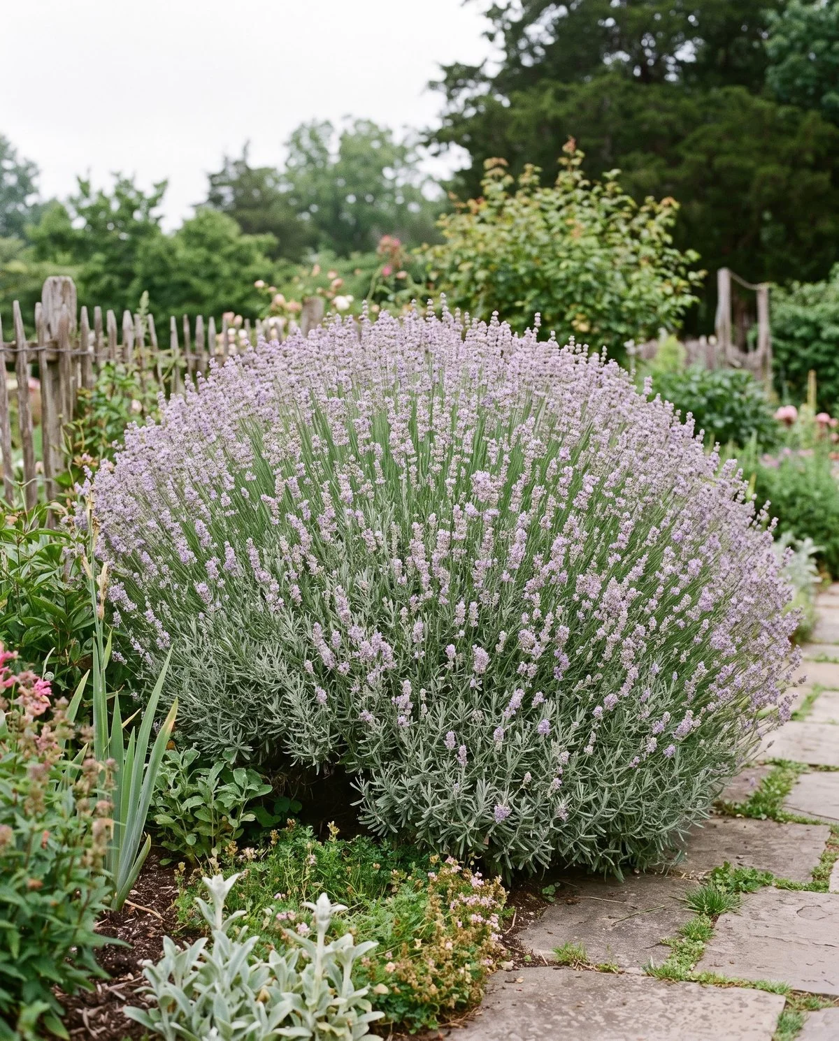 A large rounded lavandin shrub in full flower with clean silver foliage and no winter damage showing