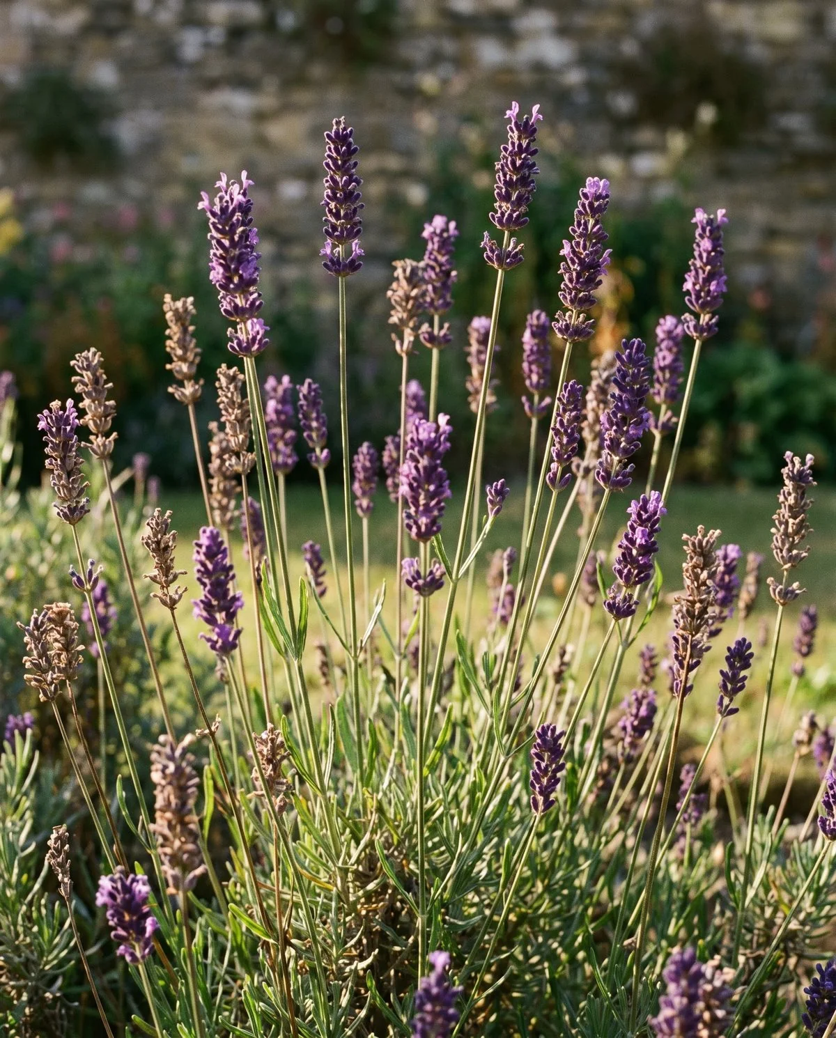Deep purple English lavender spikes on long straight stalks, still flowering into late summer