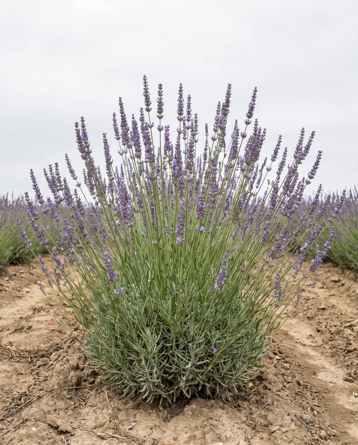 Lavandin with exceptionally long flower stalks standing high above the foliage in a harvest row