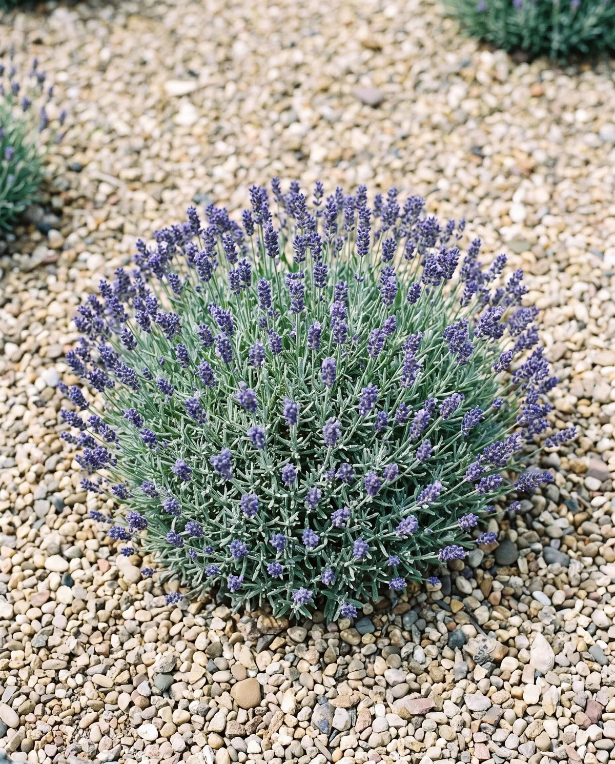 A very small tight lavender cushion barely taller than the gravel around it, with short blue-purple spikes