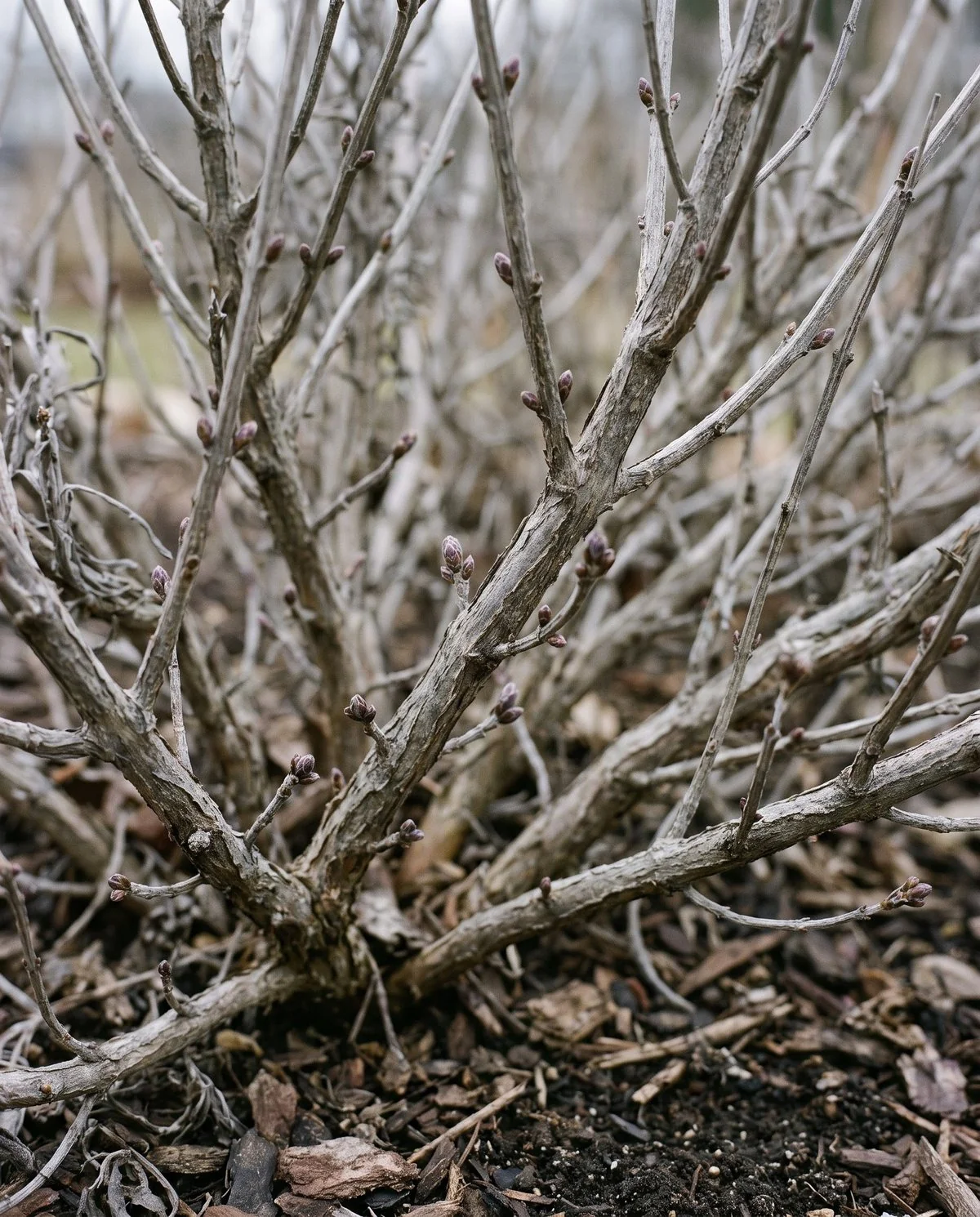 A lavender in early spring showing only bare gray woody stems, with tiny buds just visible along them