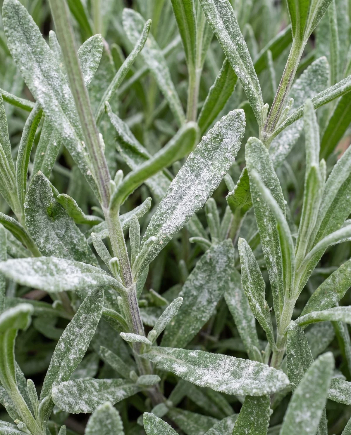 Lavender foliage with a chalky white powdery film sitting on top of the leaf and stem surfaces in uneven patches