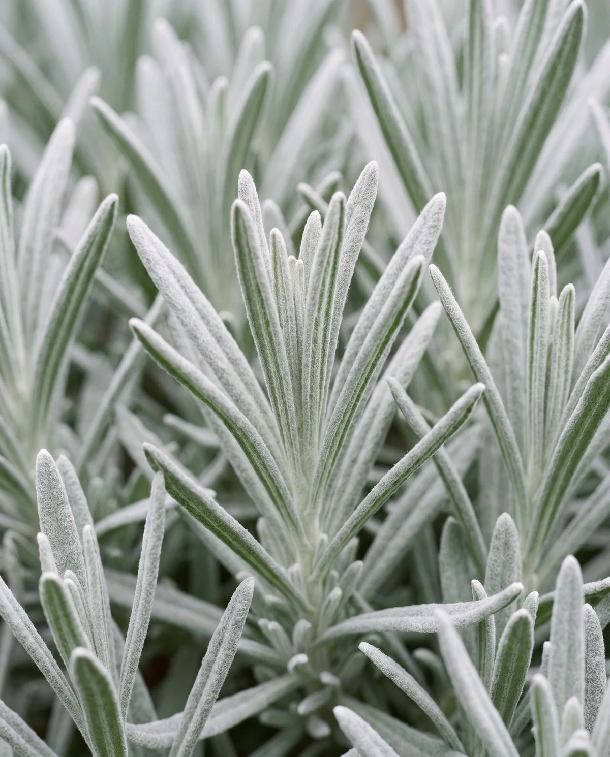 Healthy lavender foliage, evenly silver-gray on every leaf from its fine surface hairs