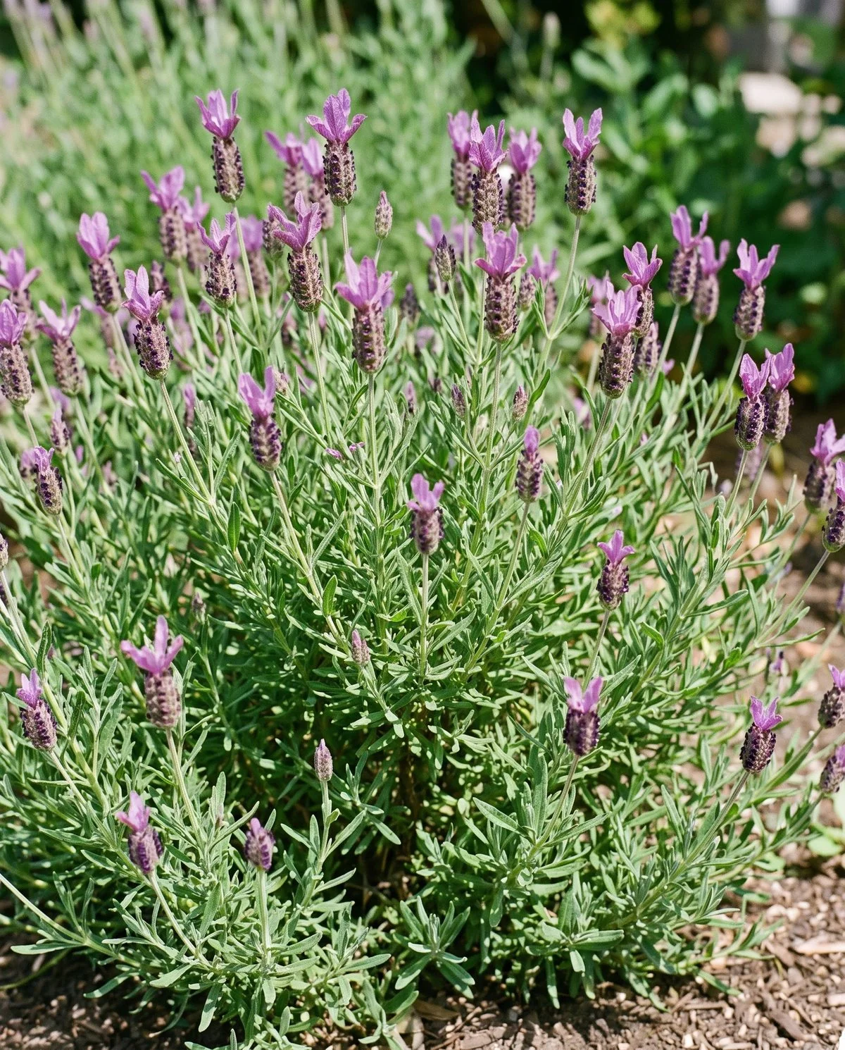 A healthy Spanish lavender growing in its natural open, loosely branching shape, covered in eared flower heads