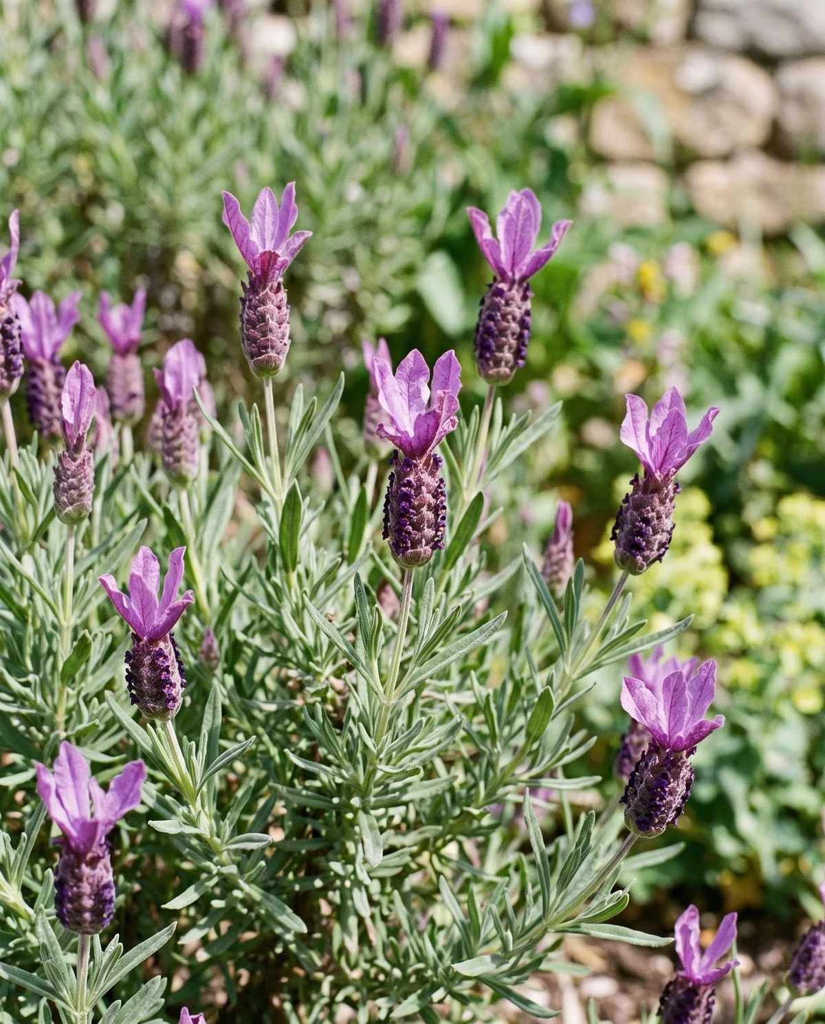 Spanish lavender with plump cone-shaped heads topped by upright purple bracts like rabbit ears