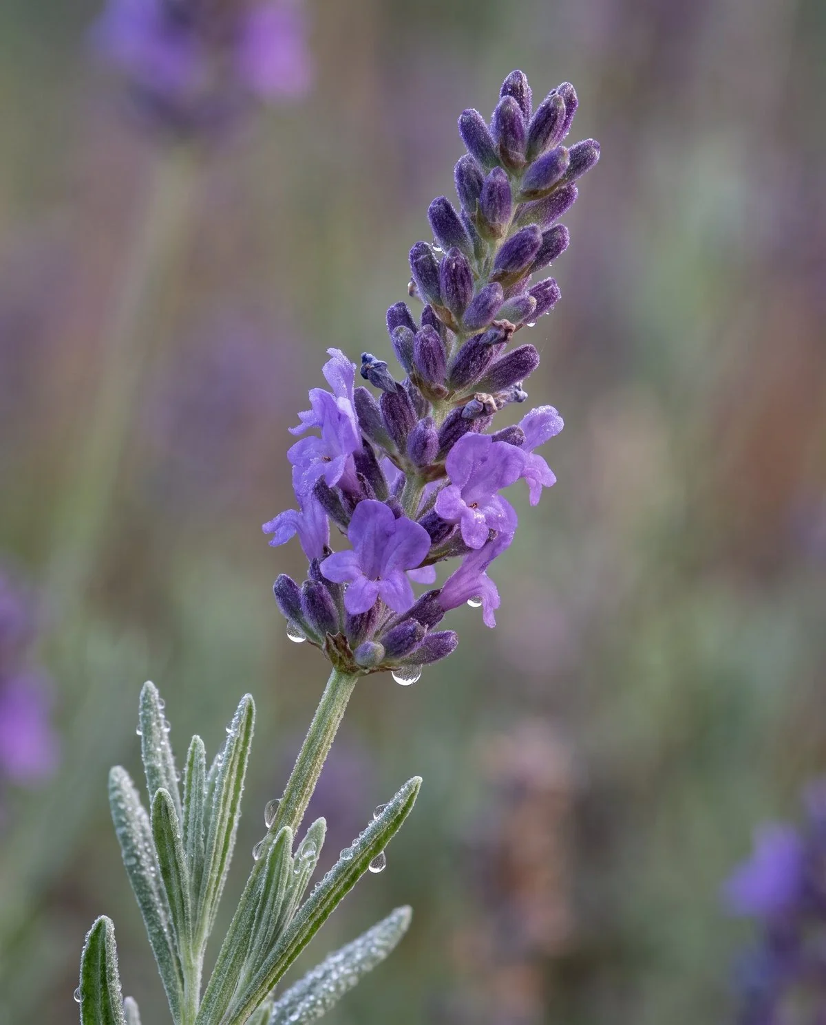 A lavender spike at the cutting stage, roughly half its florets open and the rest still tight buds
