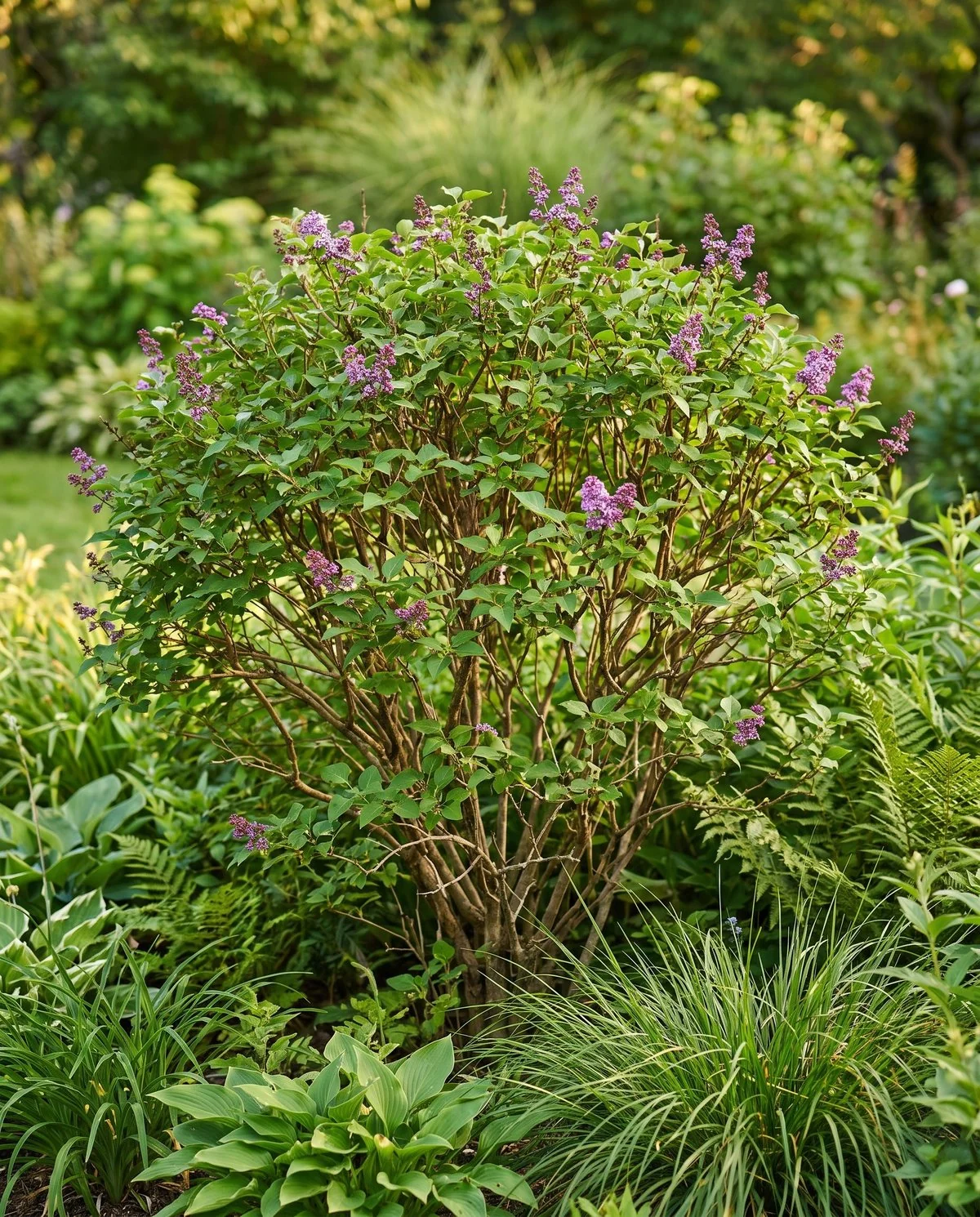 A compact rounded lilac about four feet tall carrying smaller purple panicles in a late-summer border