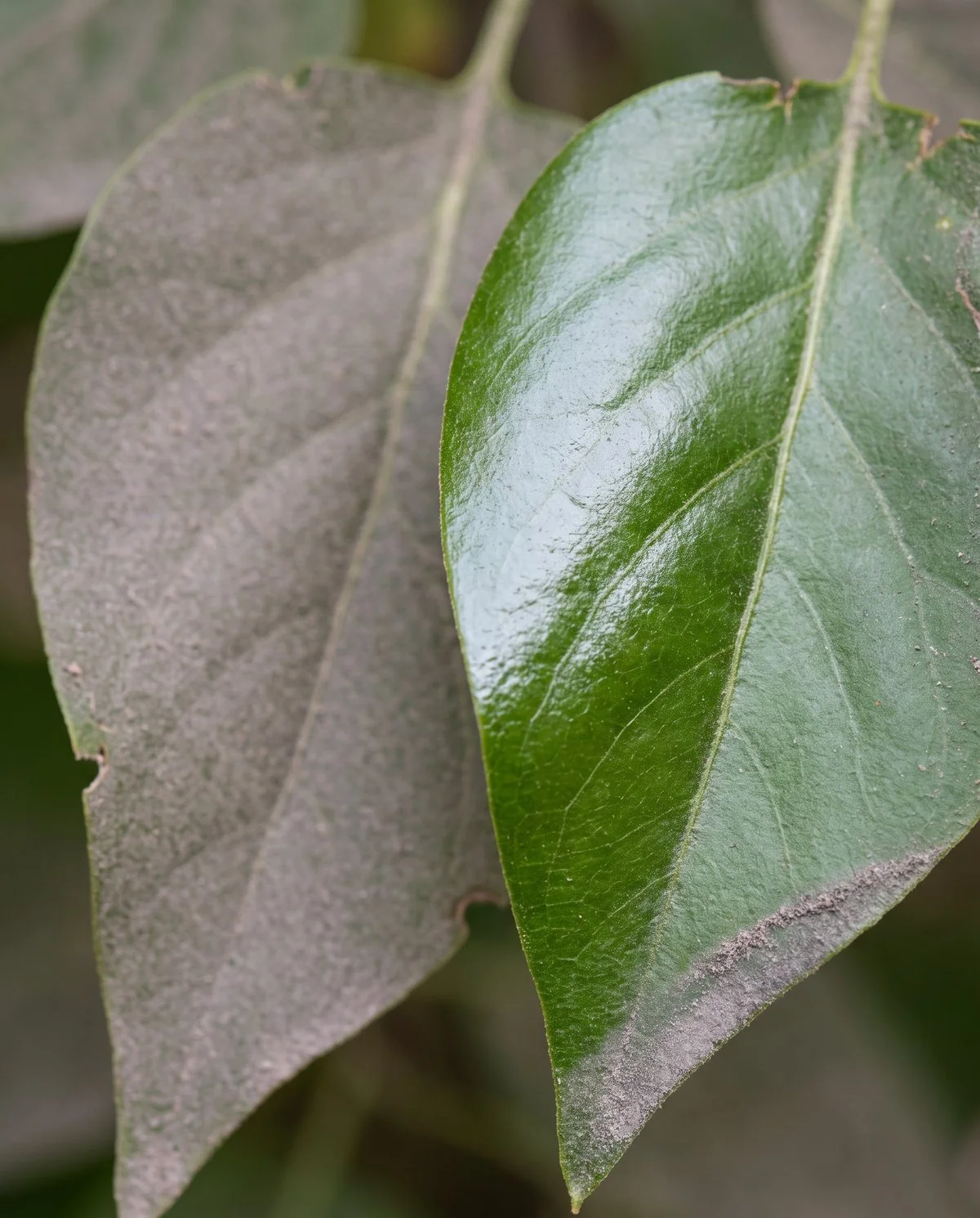 A lilac leaf wiped clean and shiny with a dusty film still visible on the leaf beside it