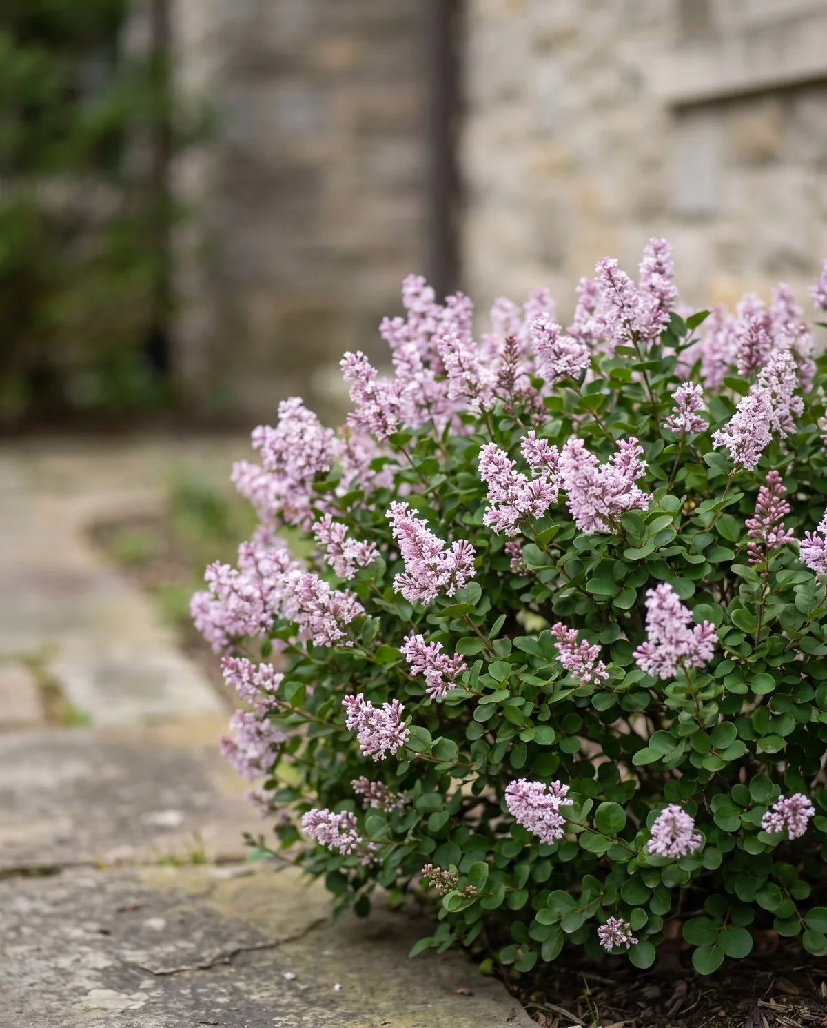 A low dense Korean lilac used as a foundation plant, small neat leaves and short pale lavender panicles