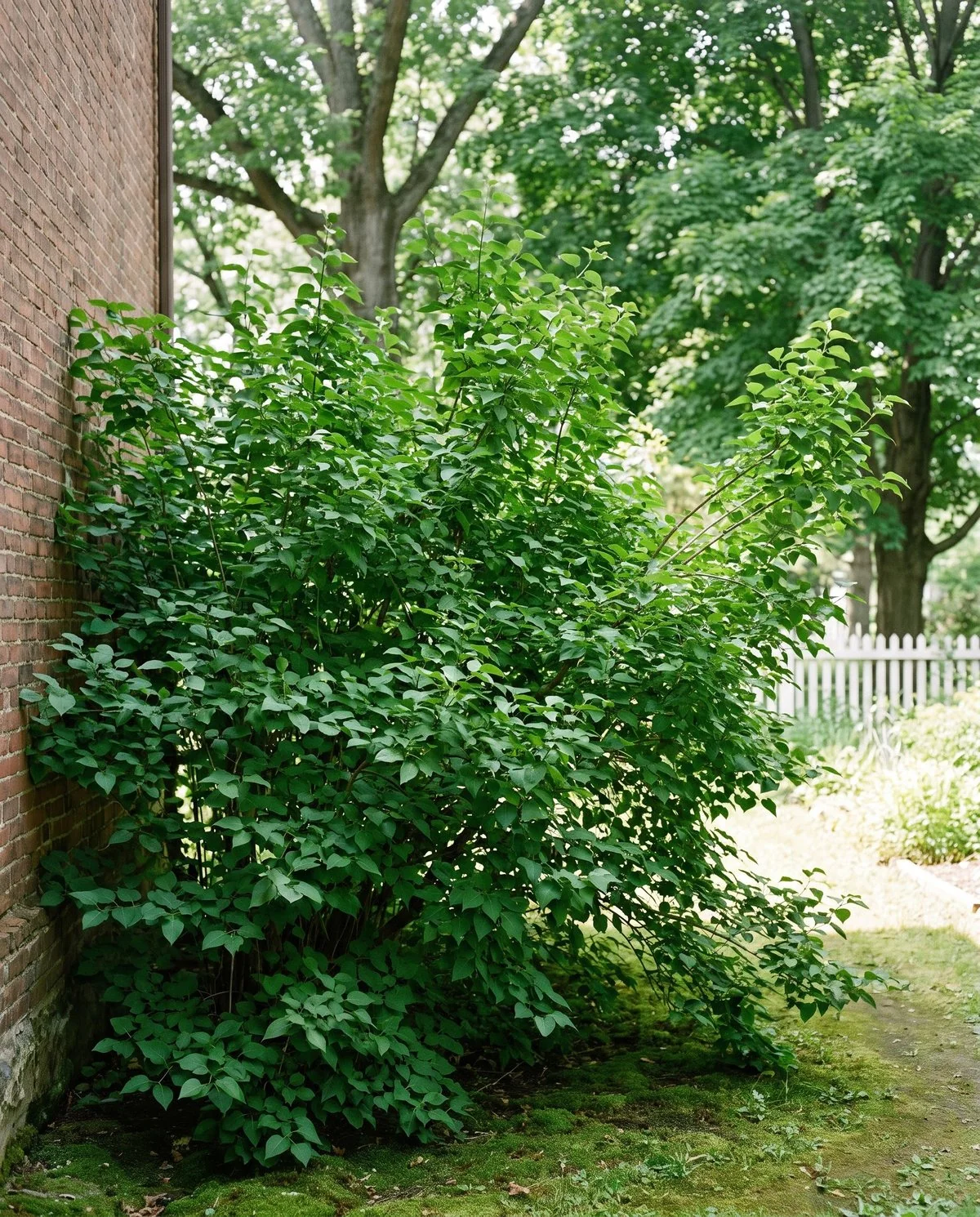 A leafy lilac in a shaded corner beside a building, healthy green foliage and no flowers anywhere