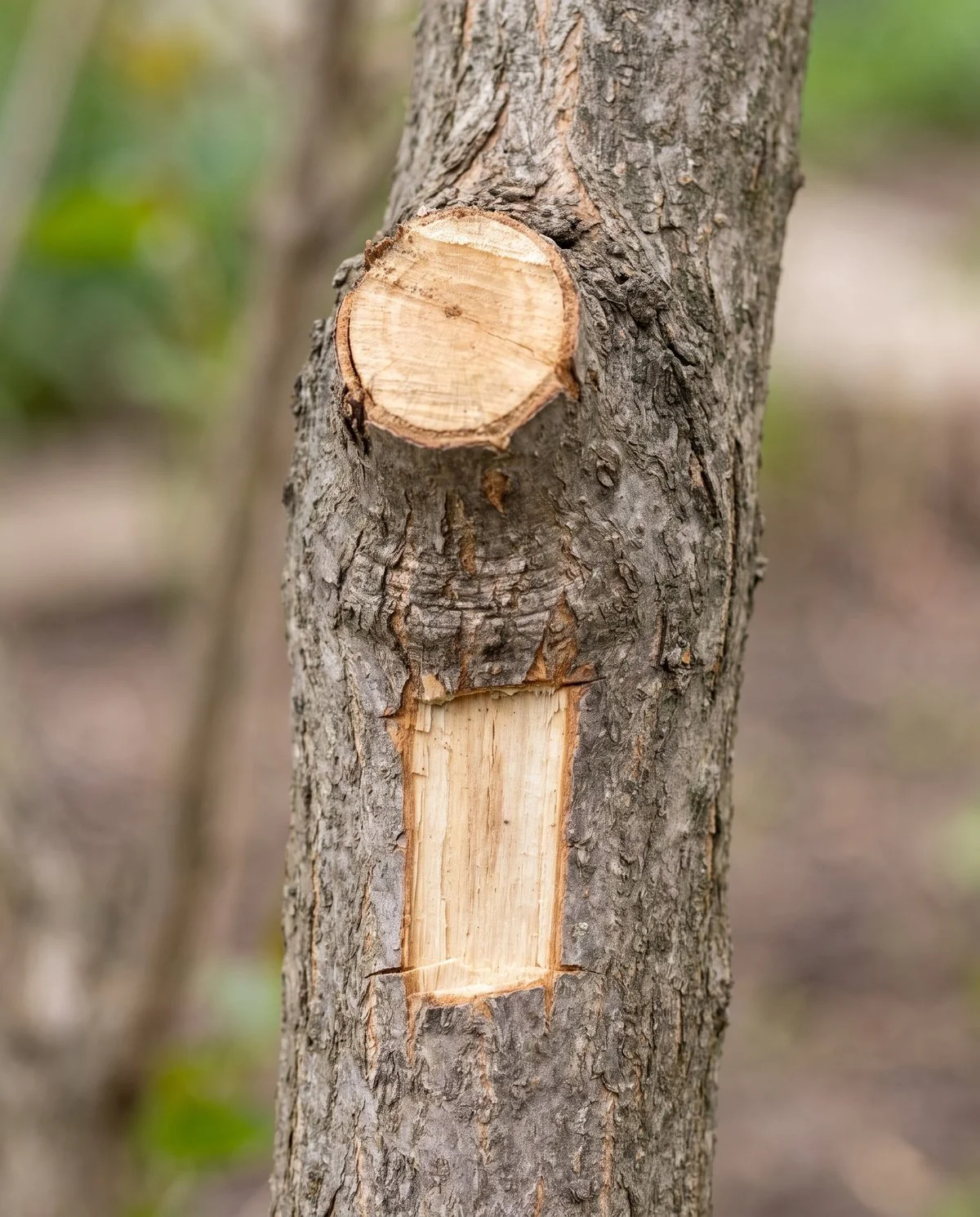 A lilac stem with a clean pruning cut and a scrape through the bark, no sawdust and no round exit hole