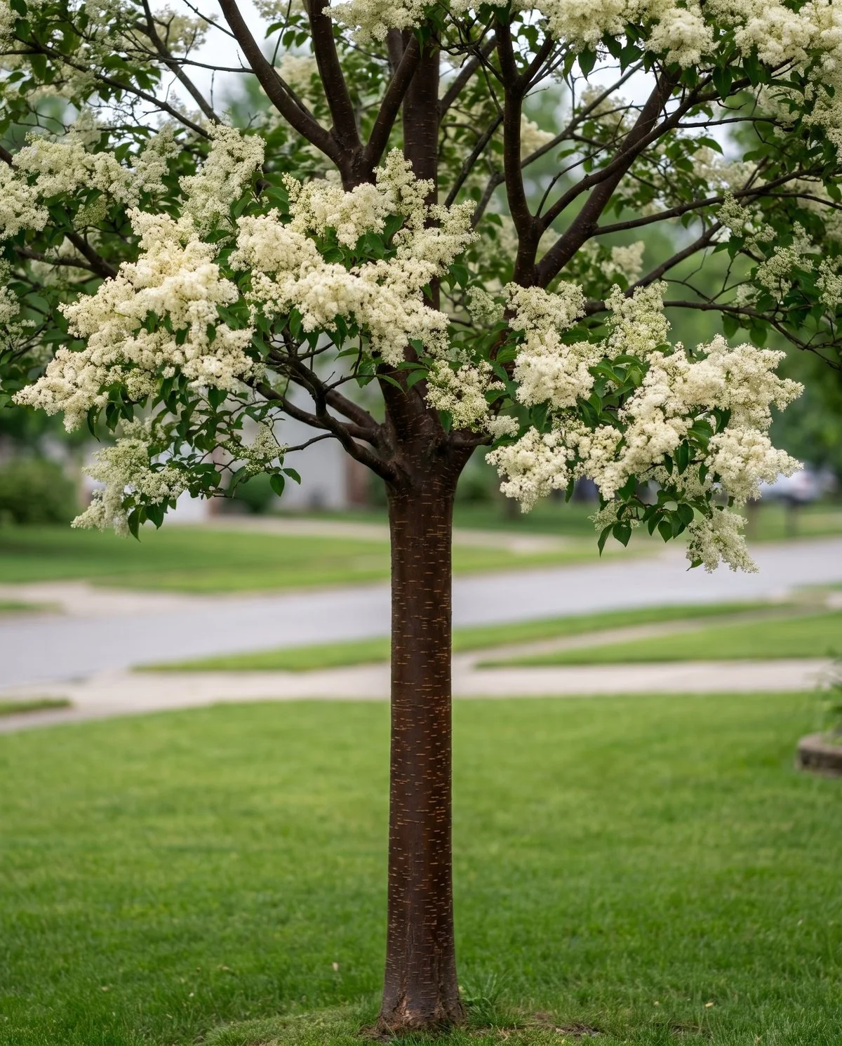 A single-trunked Japanese tree lilac in June with creamy white panicles and smooth dark cinnamon bark