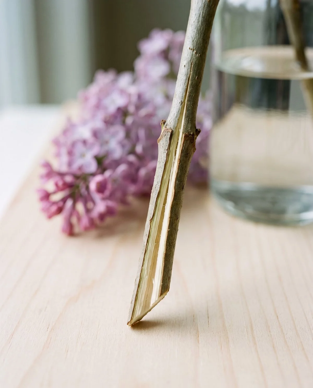 A cut lilac stem end sliced at an angle then split vertically an inch up the woody stem, beside a vase