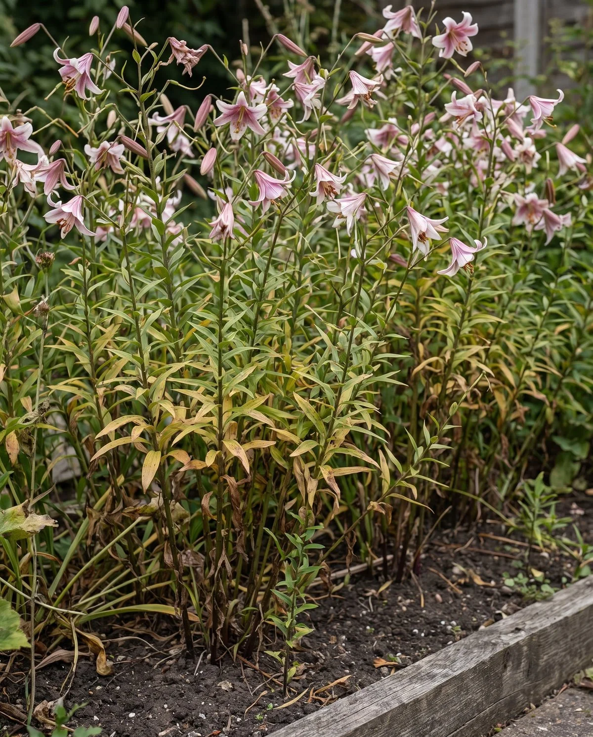 A dense congested lily clump of many thin crowded stems carrying small sparse flowers
