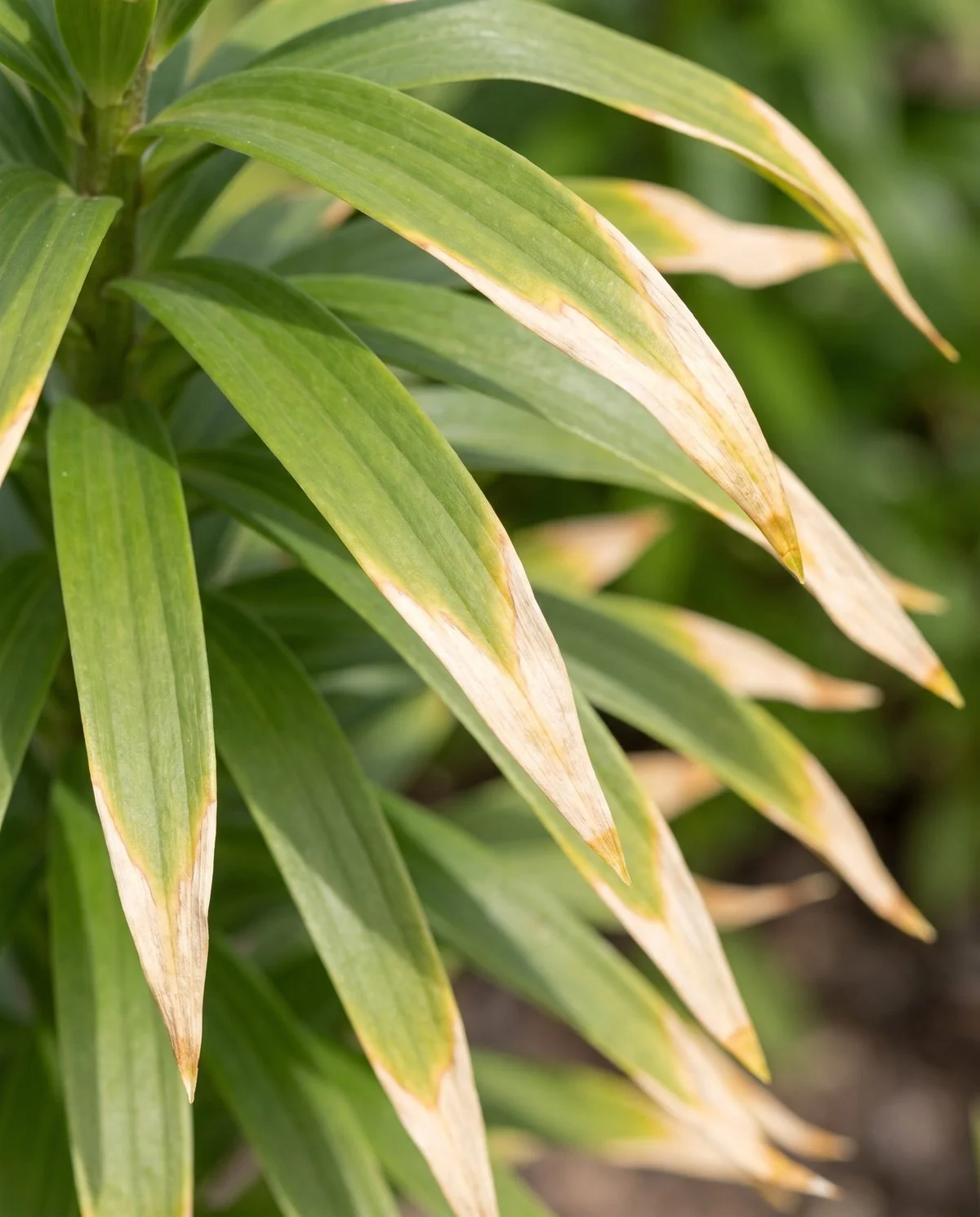 Lily foliage with pale tan burn along the leaf tips and edges, the rest of each leaf still green and pliable