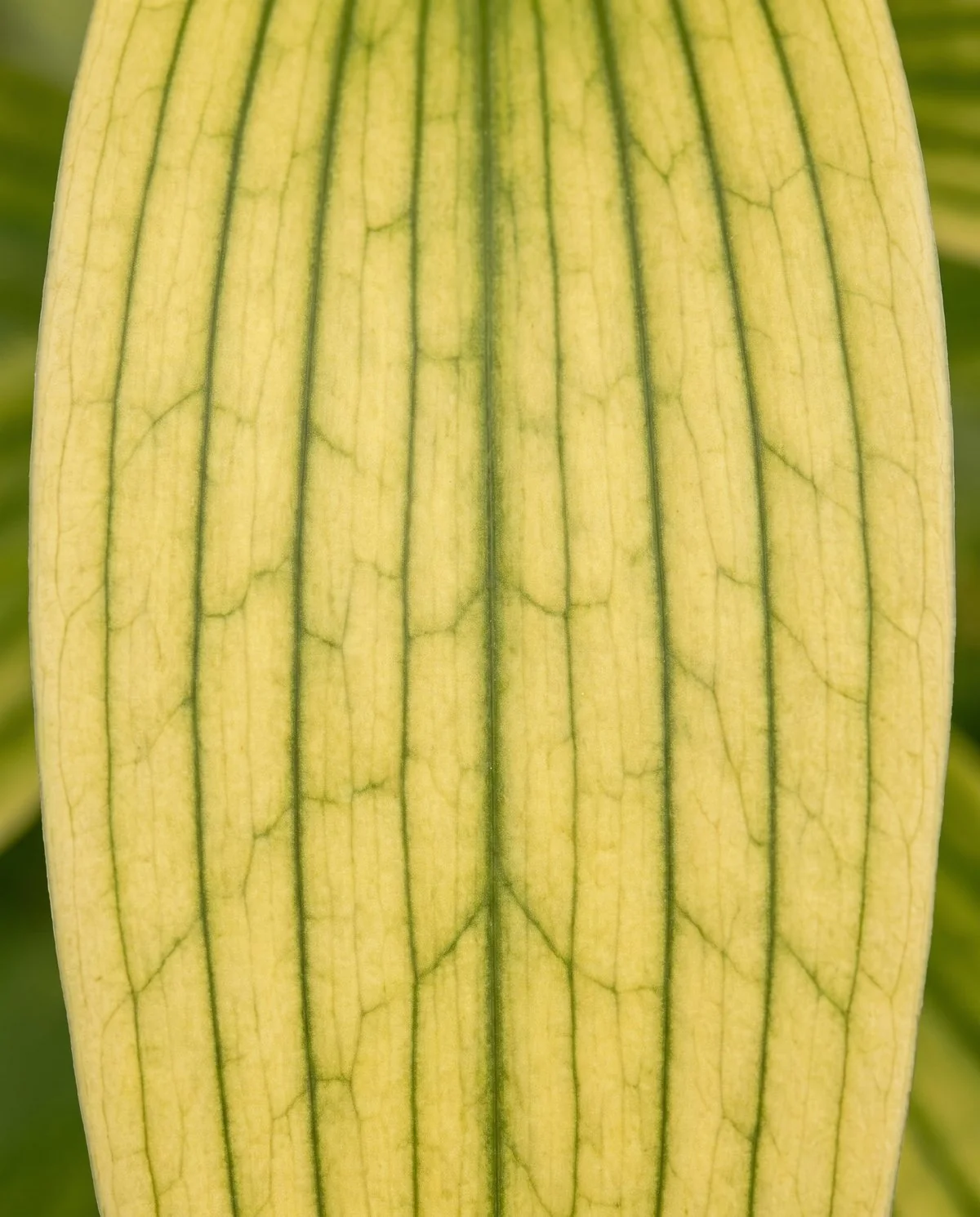 A lily leaf yellowed evenly between the veins while the veins themselves stay distinctly green