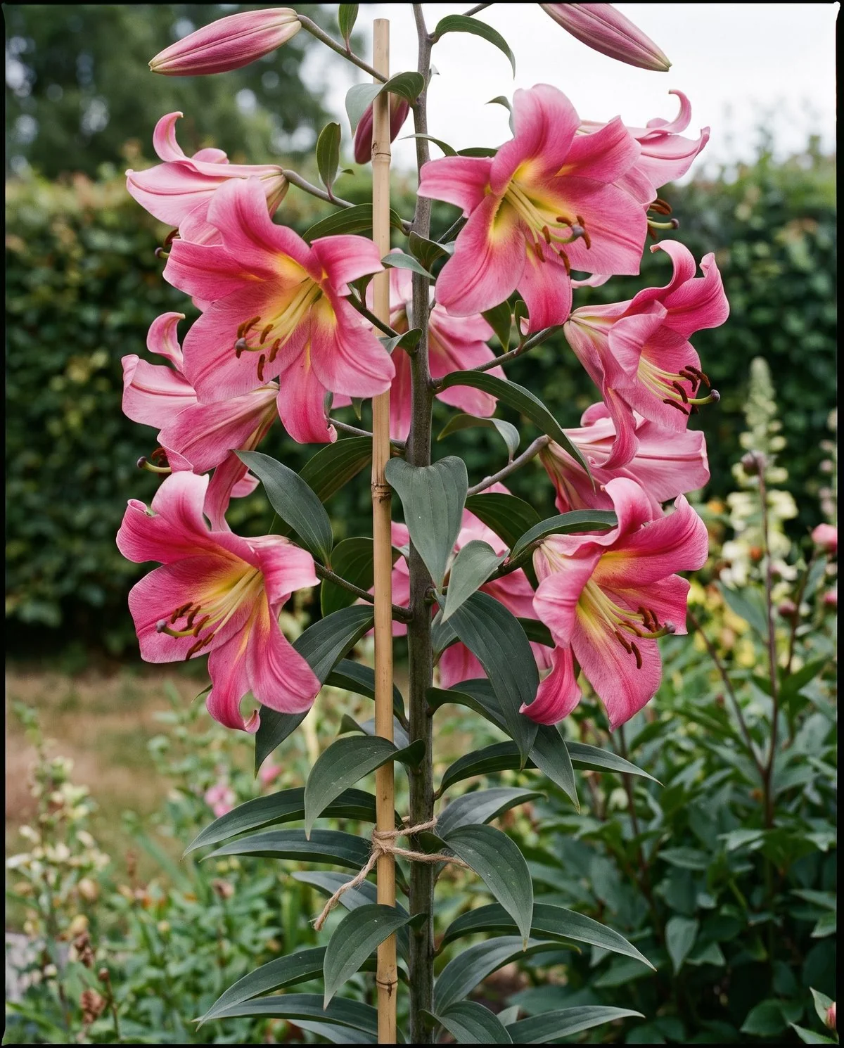 Very tall Orienpet lilies carrying many large outward-facing flowers on a staked stem