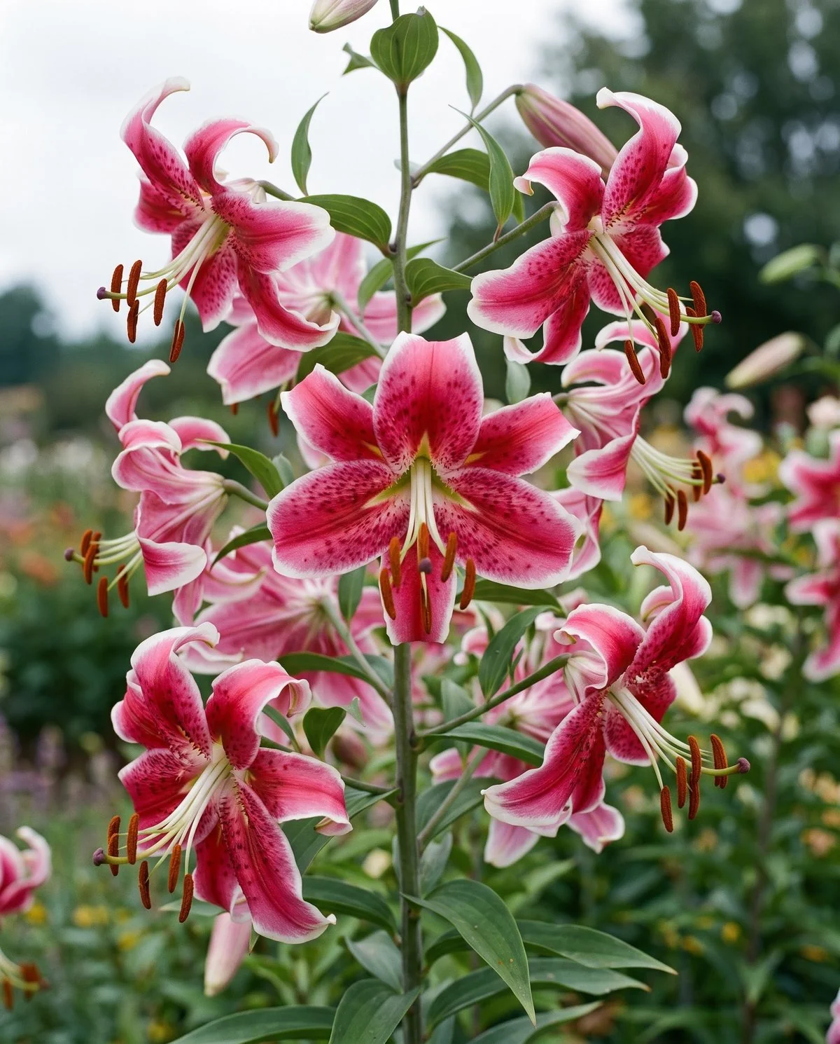 Large pink and white Oriental lilies with recurved tepals and prominent rust-colored anthers