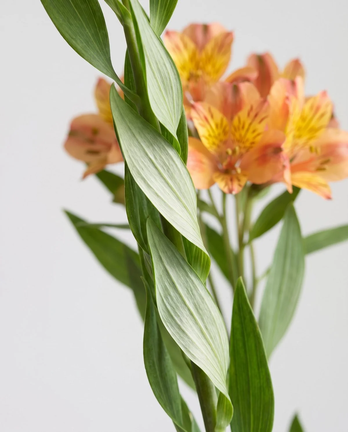 Close view of an Alstroemeria stem where each leaf blade twists at its base so the underside faces upward