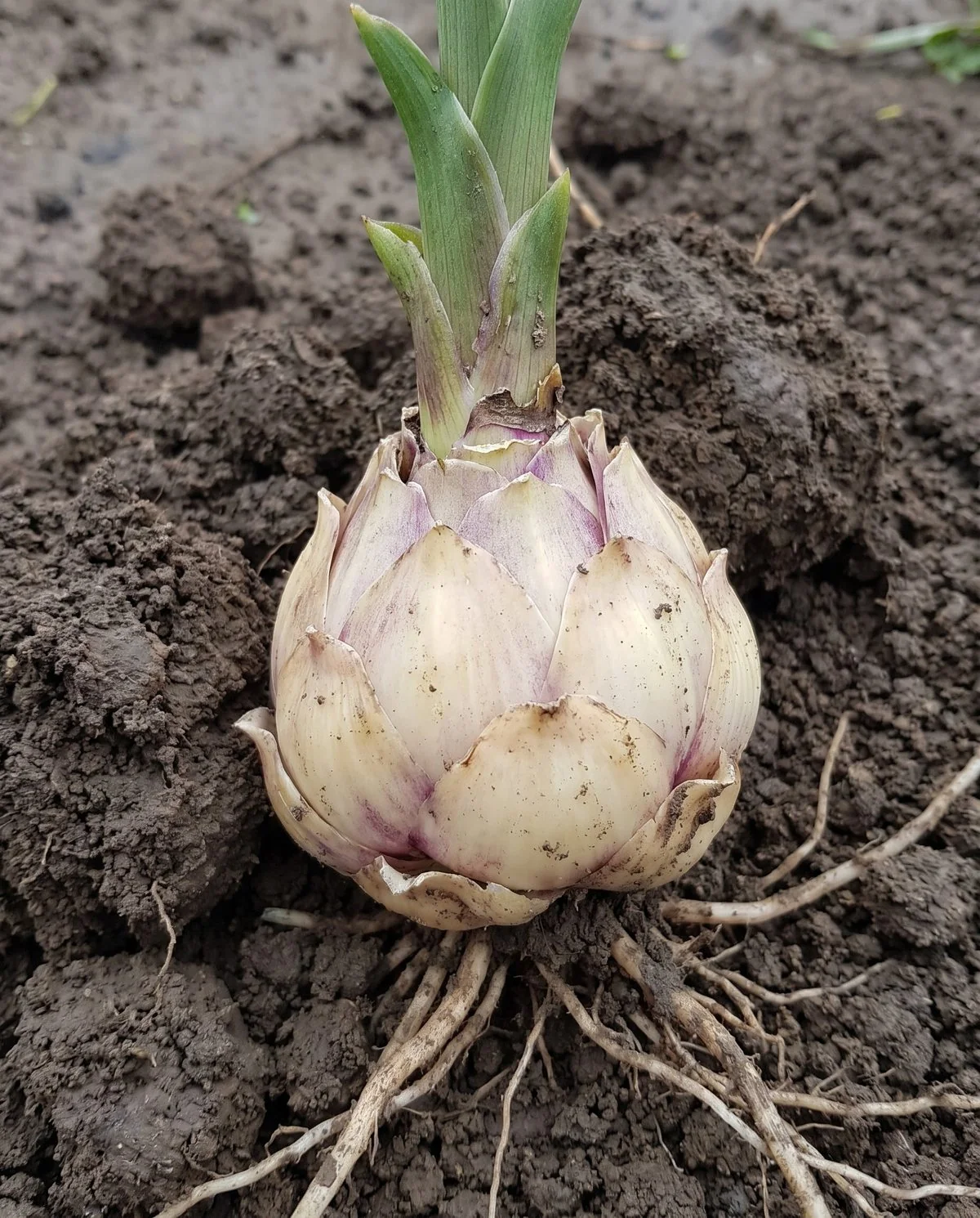 A lifted lily bulb made of overlapping fleshy scales, with one leafy stem rising from it