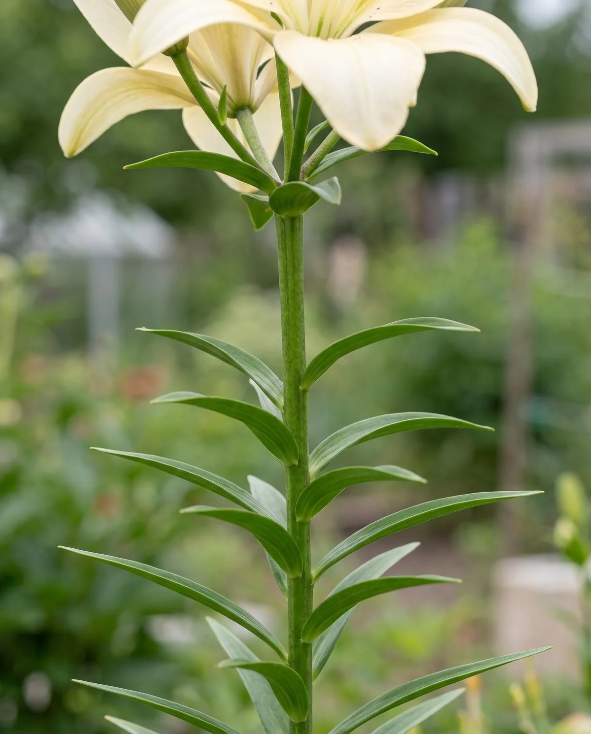 Close view of a true lily stem with flat untwisted leaves attached directly along one thick stem
