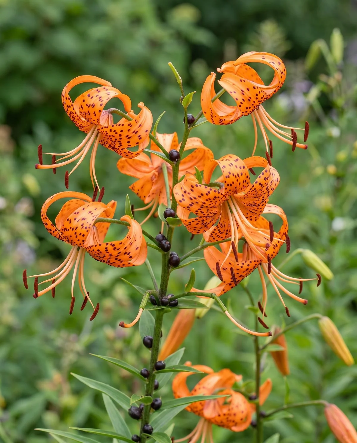 Orange tiger lily flowers with strongly recurved spotted tepals, and dark bulbils in the leaf axils