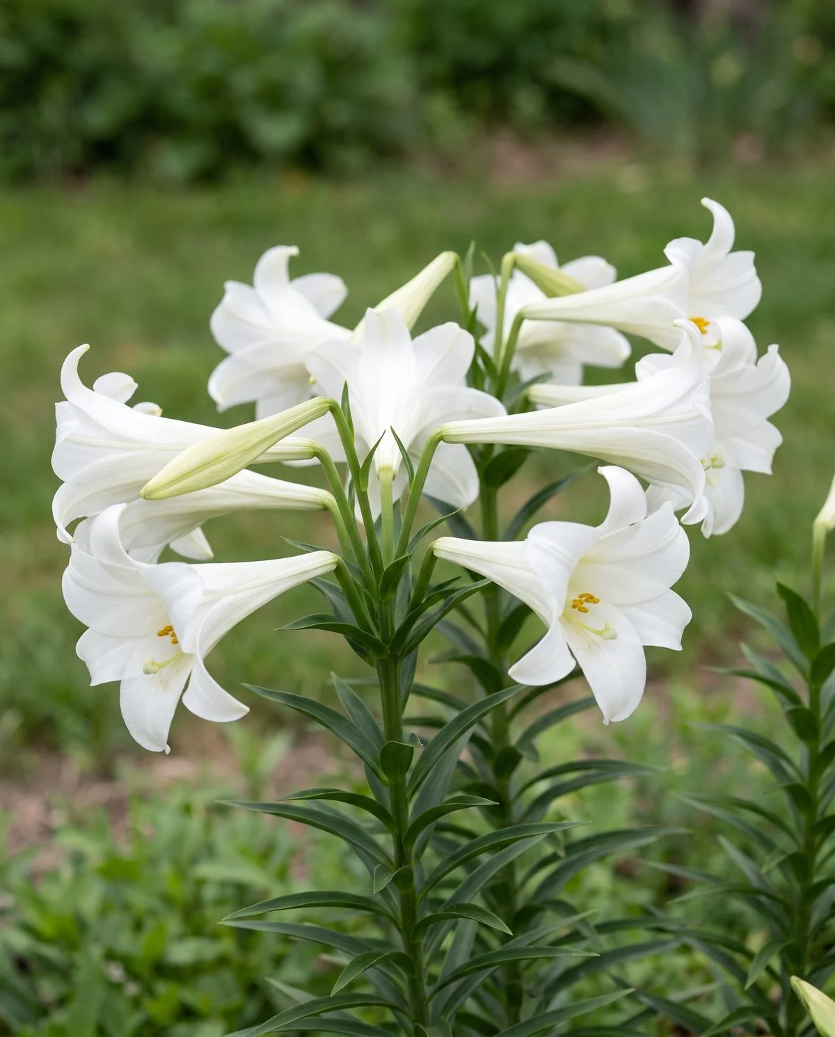 Pure white Easter lily trumpets held horizontally on a short leafy stem