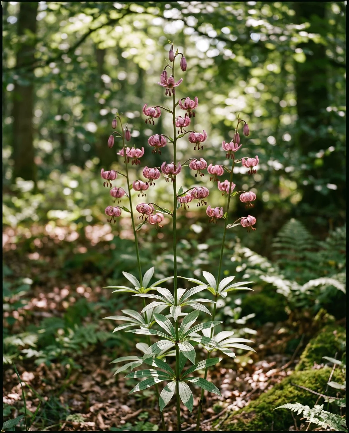 Martagon lilies in dappled shade, small nodding turban flowers spaced along a tall stem above whorled leaves
