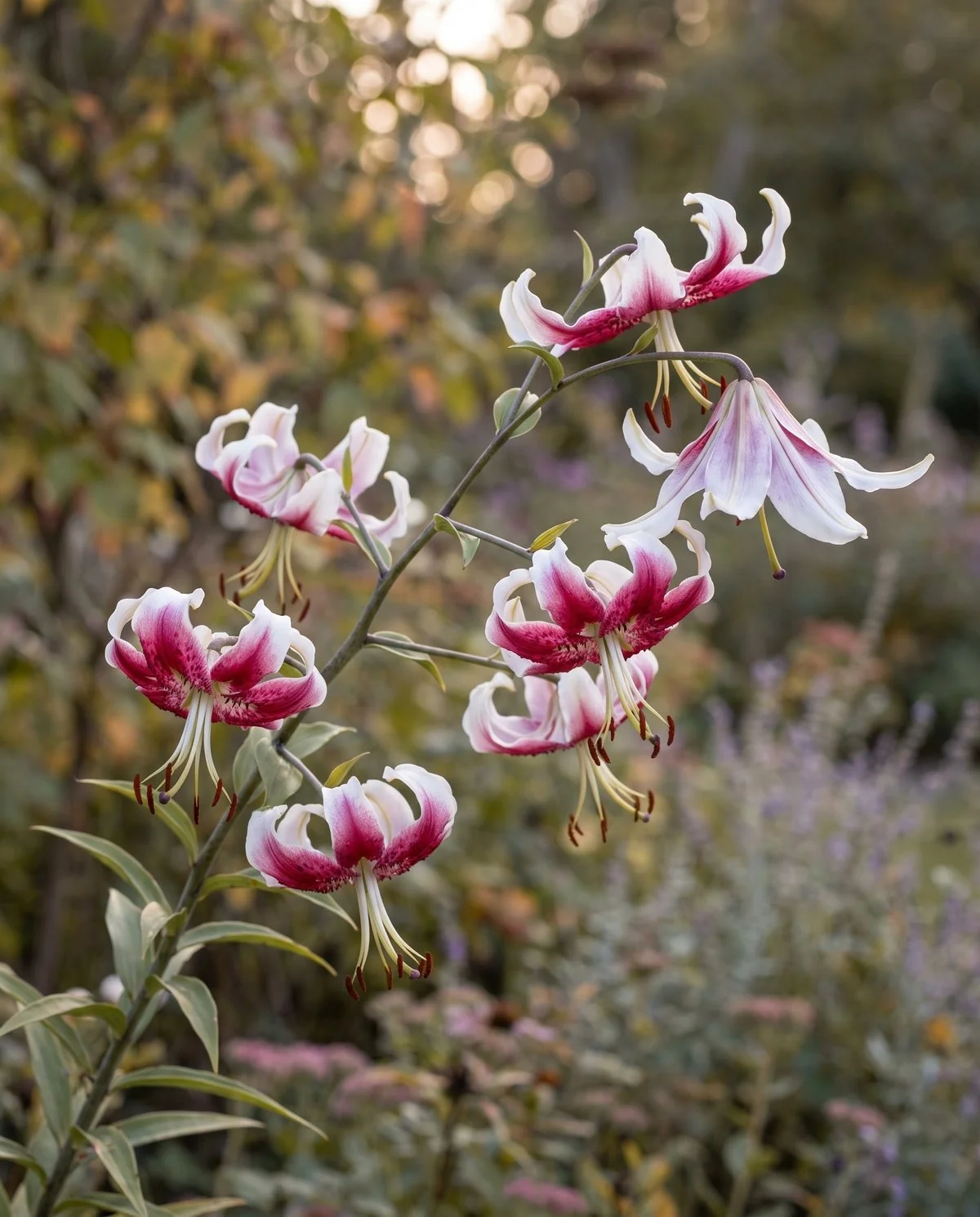 Nodding white and crimson Japanese show lilies with wavy recurved tepals in early autumn light