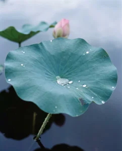 lotus gallery leaf water beads macro