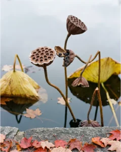 lotus gallery seed heads autumn dry