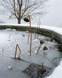 lotus gallery winter ice pond dead stems