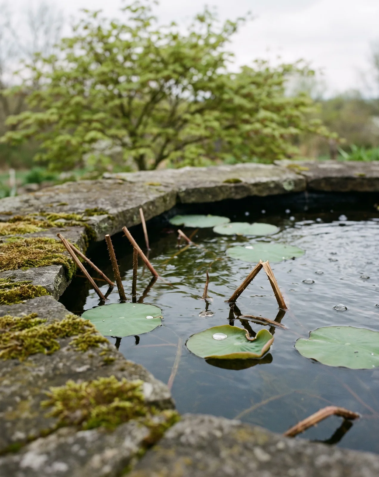 A garden pond in early spring with the first floating lotus leaves emerging among last year's dead stems