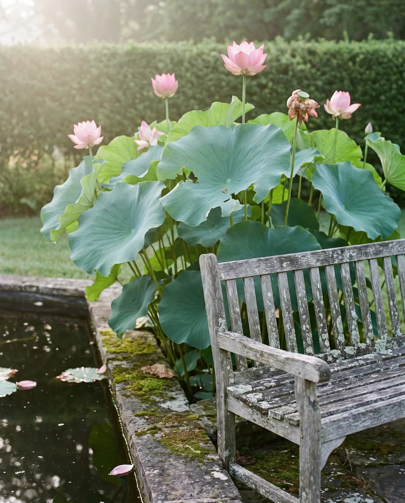 Tall lotus leaves and flowers standing well above a garden bench beside a pond for scale