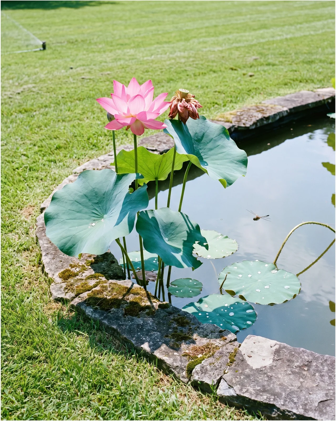 A lotus in full bloom in an open sunny pond with no shade and a clear sky above