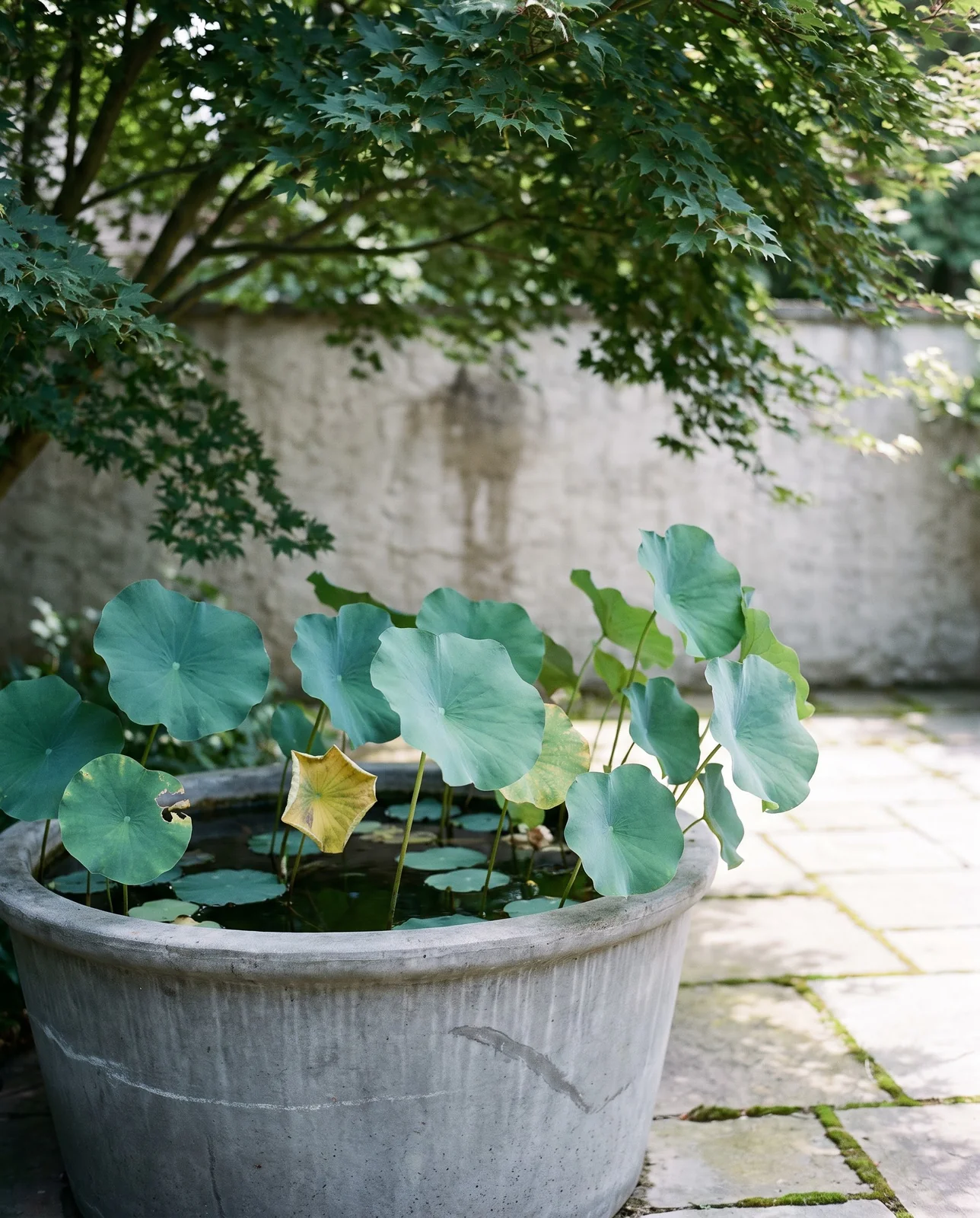 A lotus tub with healthy round leaves and no flowers standing in the shade of a tree on a patio