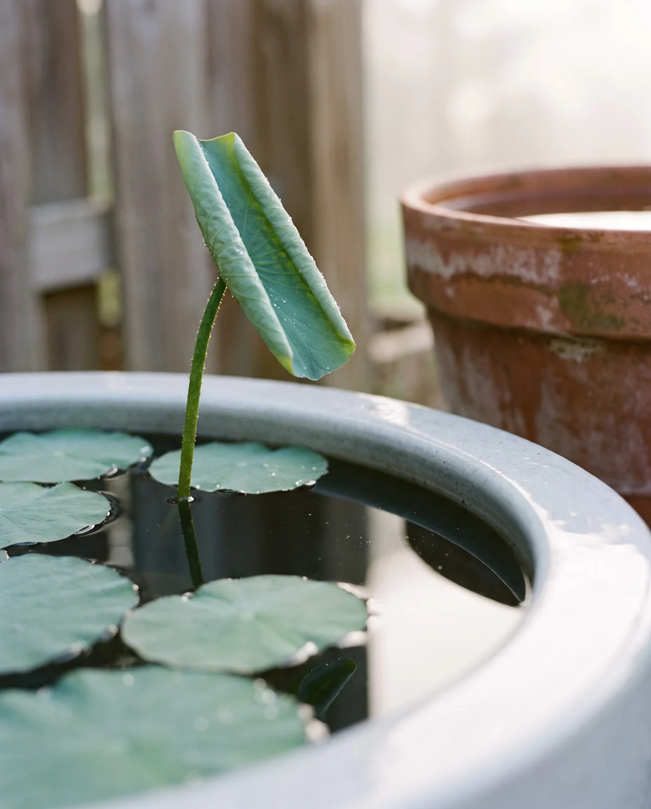A lotus tub in early summer with floating leaves and the first standing leaf rising above the water