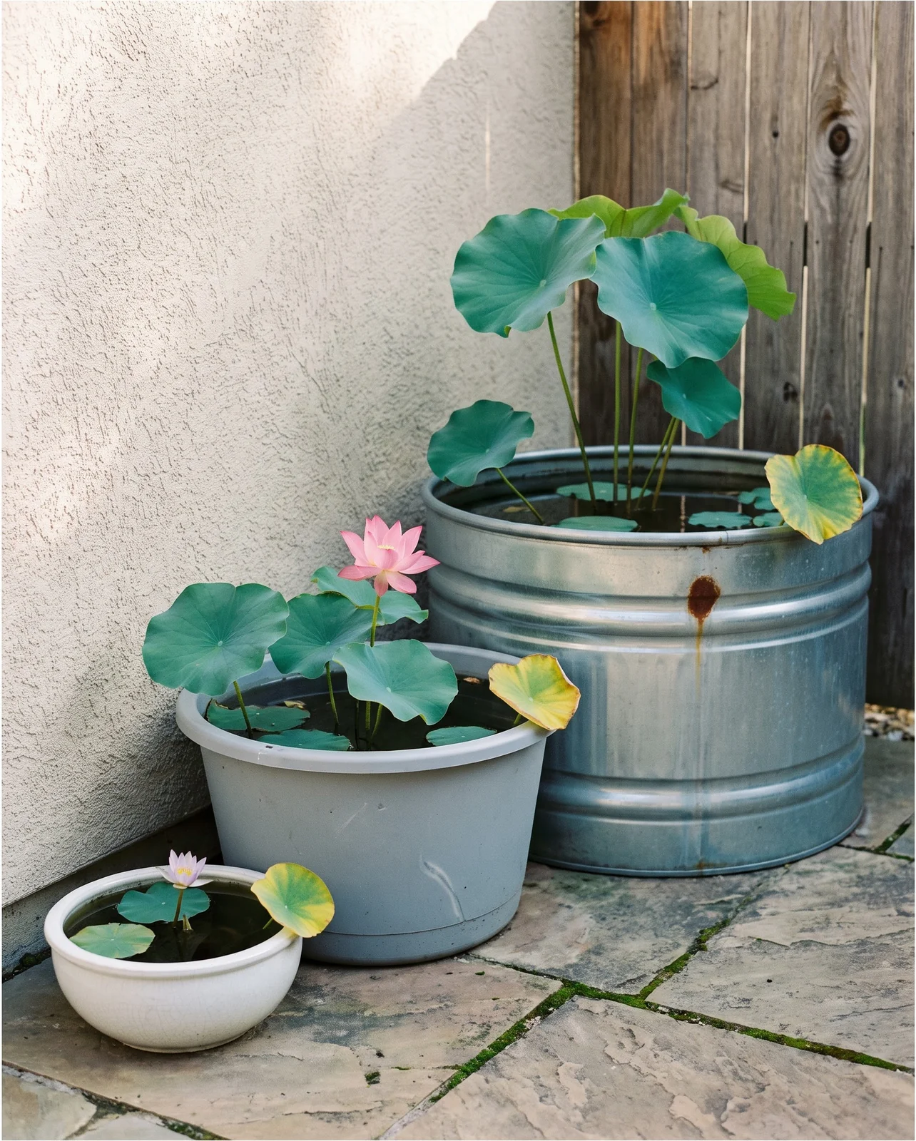 Three lotus containers of different sizes side by side on a patio: a bowl, a wide tub and a stock tank