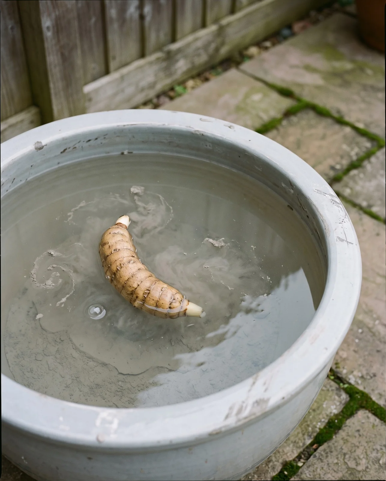 A lotus tuber floated up to the surface of a tub of cloudy water with clay settled below