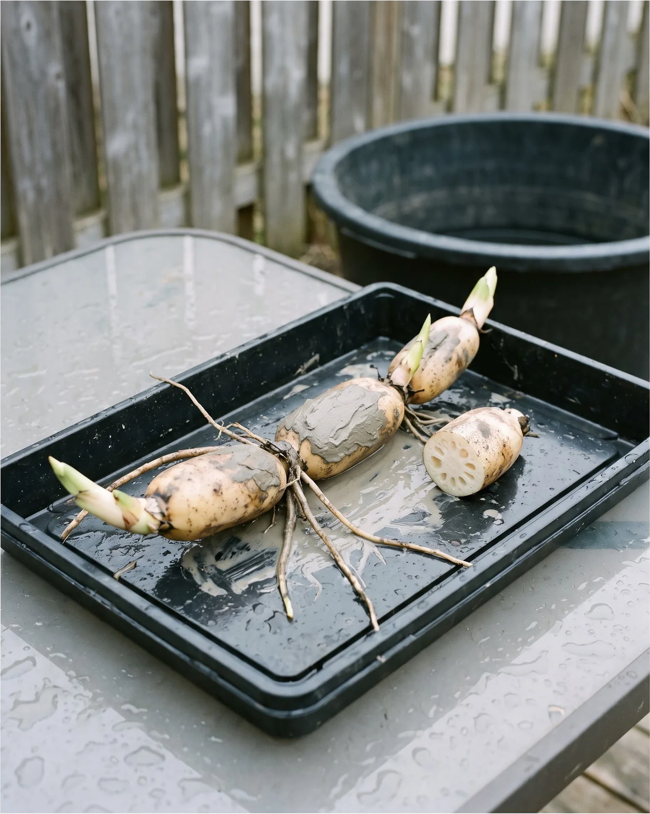 A lifted lotus rhizome lying on a tray showing its banana-shaped segments and growing tips in spring