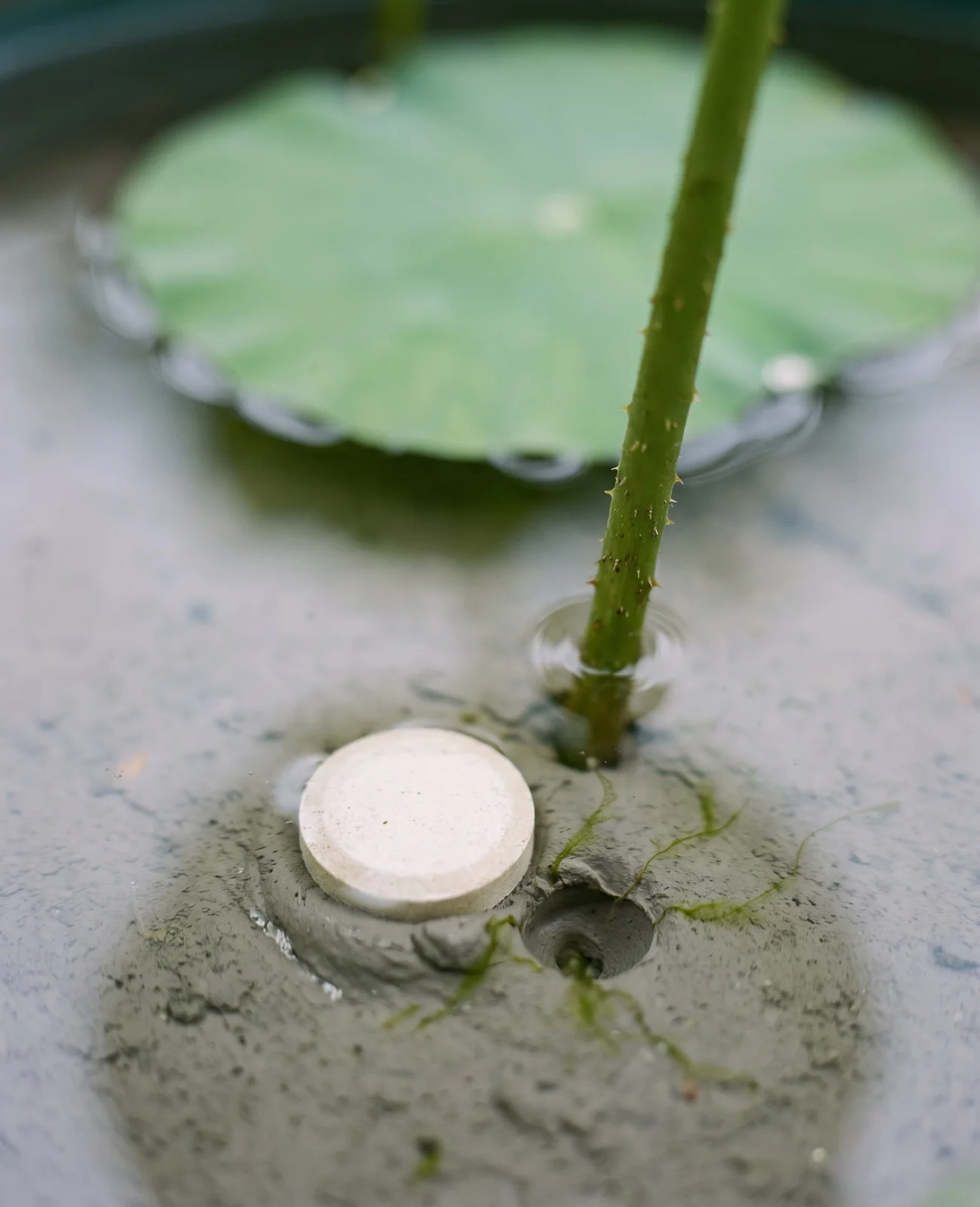 Close view of an aquatic fertilizer tablet pressed into the clay of a lotus tub beside a lotus stem under clear water