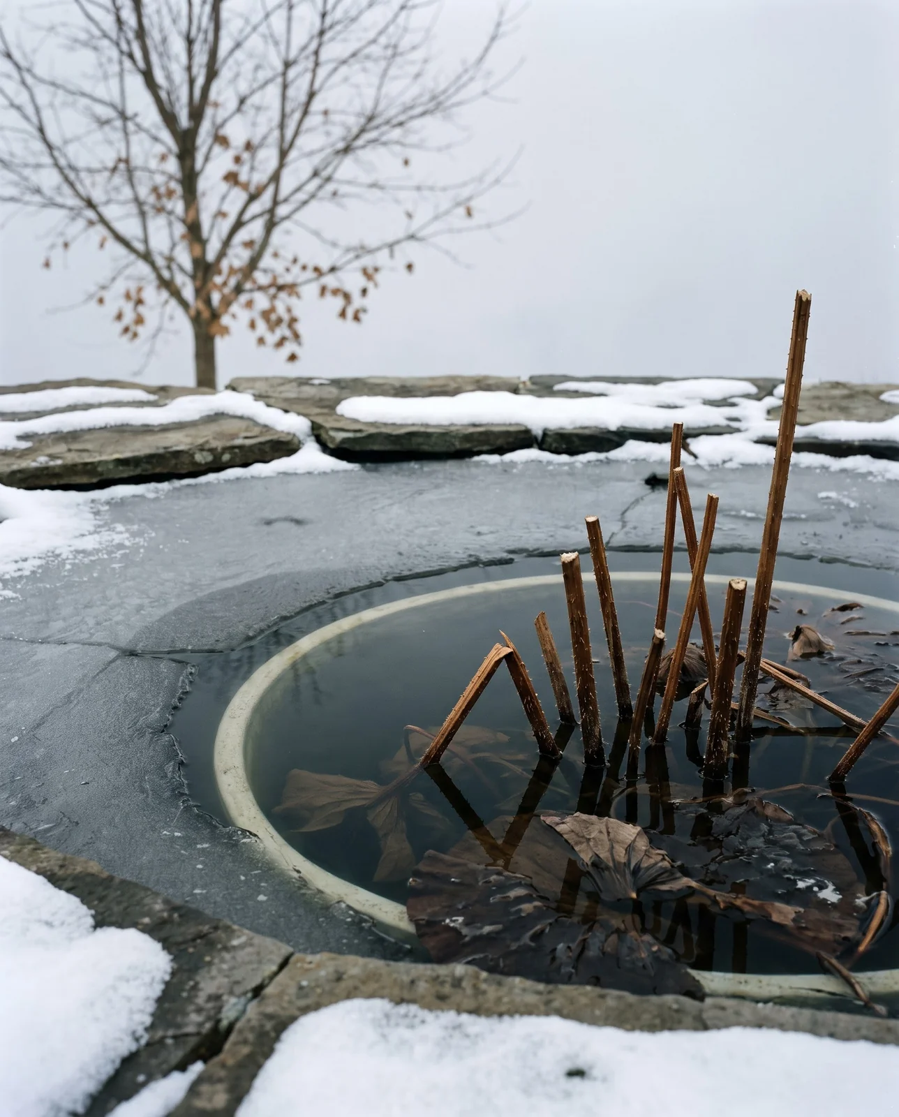 A lotus tub lowered into a garden pond for winter with dead stems cut short and ice at the edges