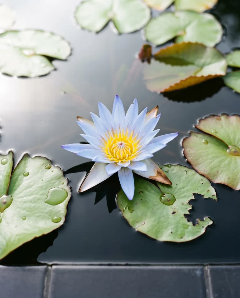 A blue Egyptian water lily with pointed pale blue petals open on the water surface among floating pads