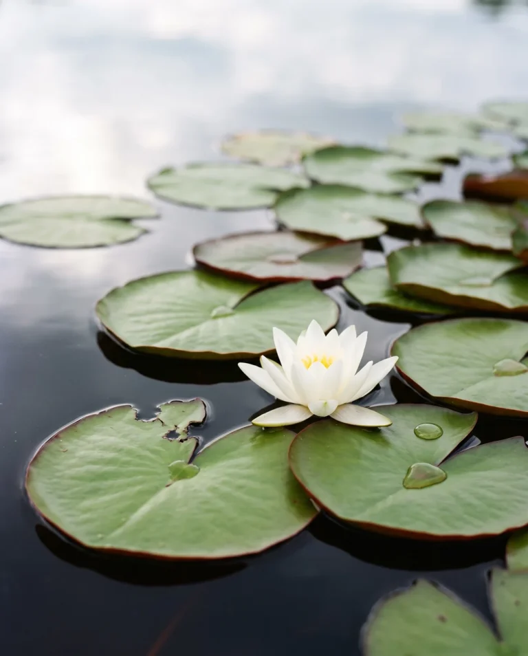 A hardy water lily with notched pads floating flat on the water and a white flower sitting on the surface