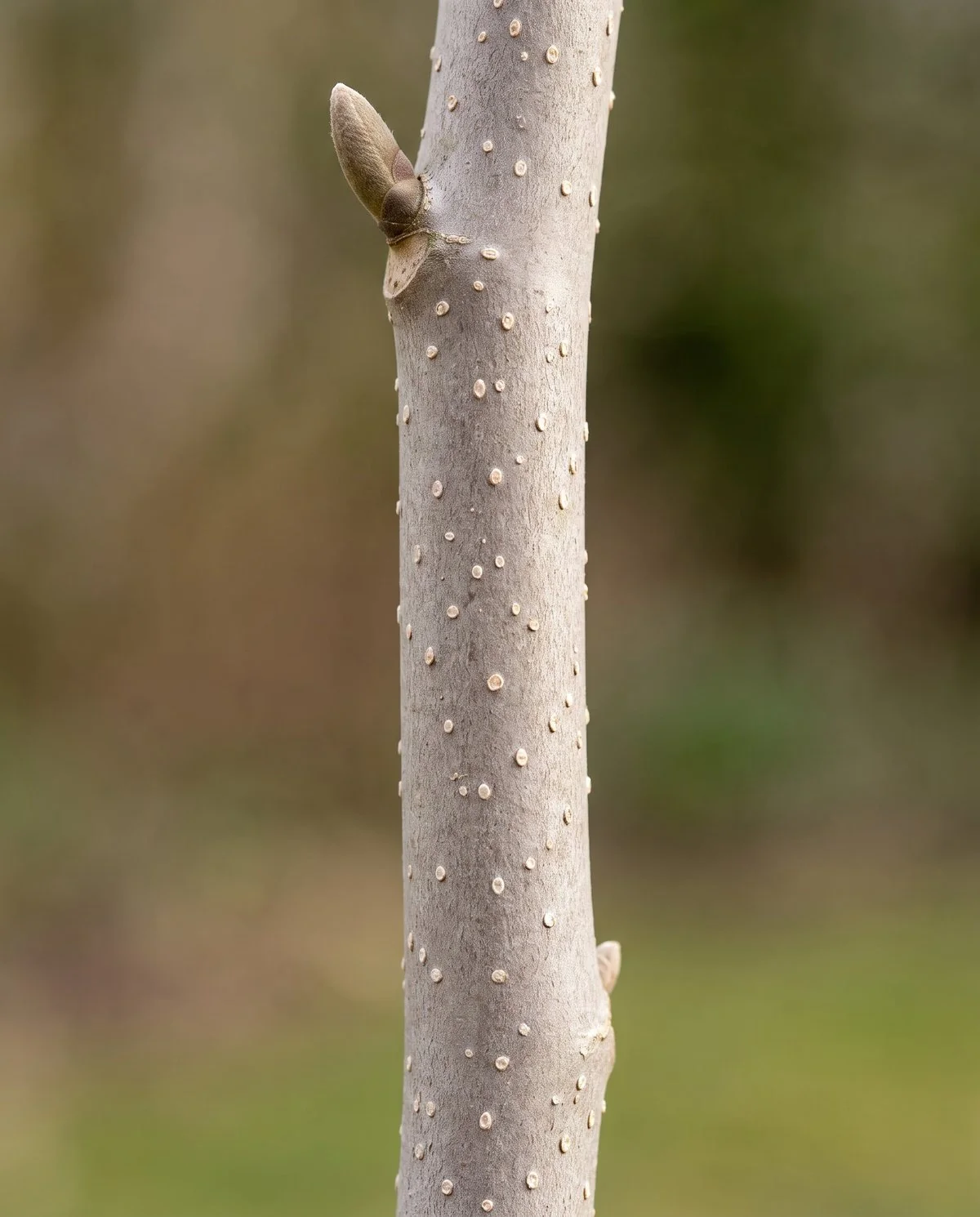Close view of a clean magnolia twig showing the small flat breathing pores that dot normal bark