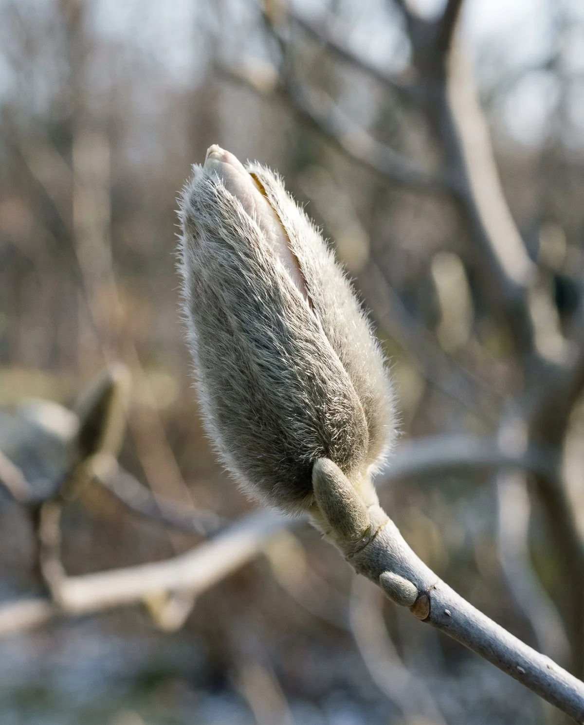 A large round plump magnolia flower bud with a soft furry outer scale on a bare winter twig